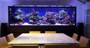 https://aquaristguide.com/best-light-for-aquarium-plants/